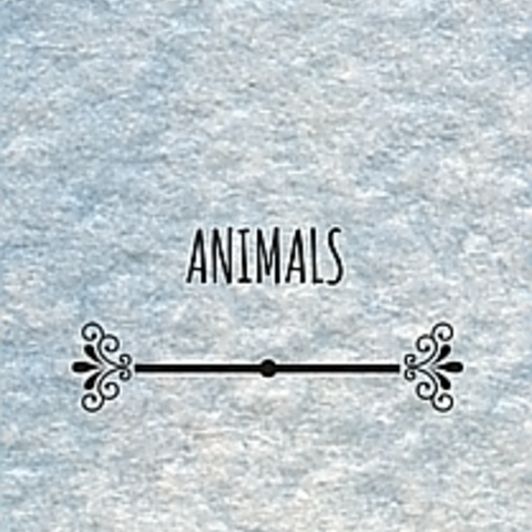 Animals