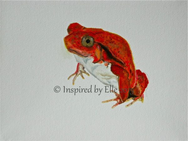 Animal Art Painting The Madagascar Tomato Frog oil paint Elle Smith endangered species Inspired By Elle