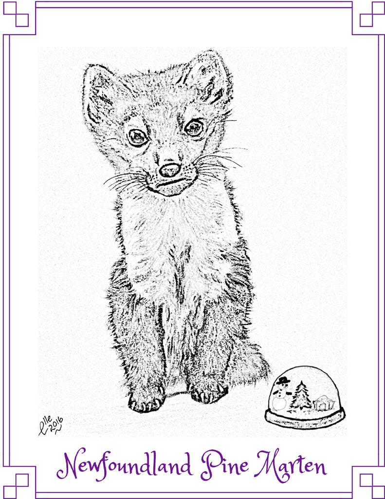 Colouring Book Image from Colour Us Back from Extinction By Elle Smith of Newfoundland Pine Marten
