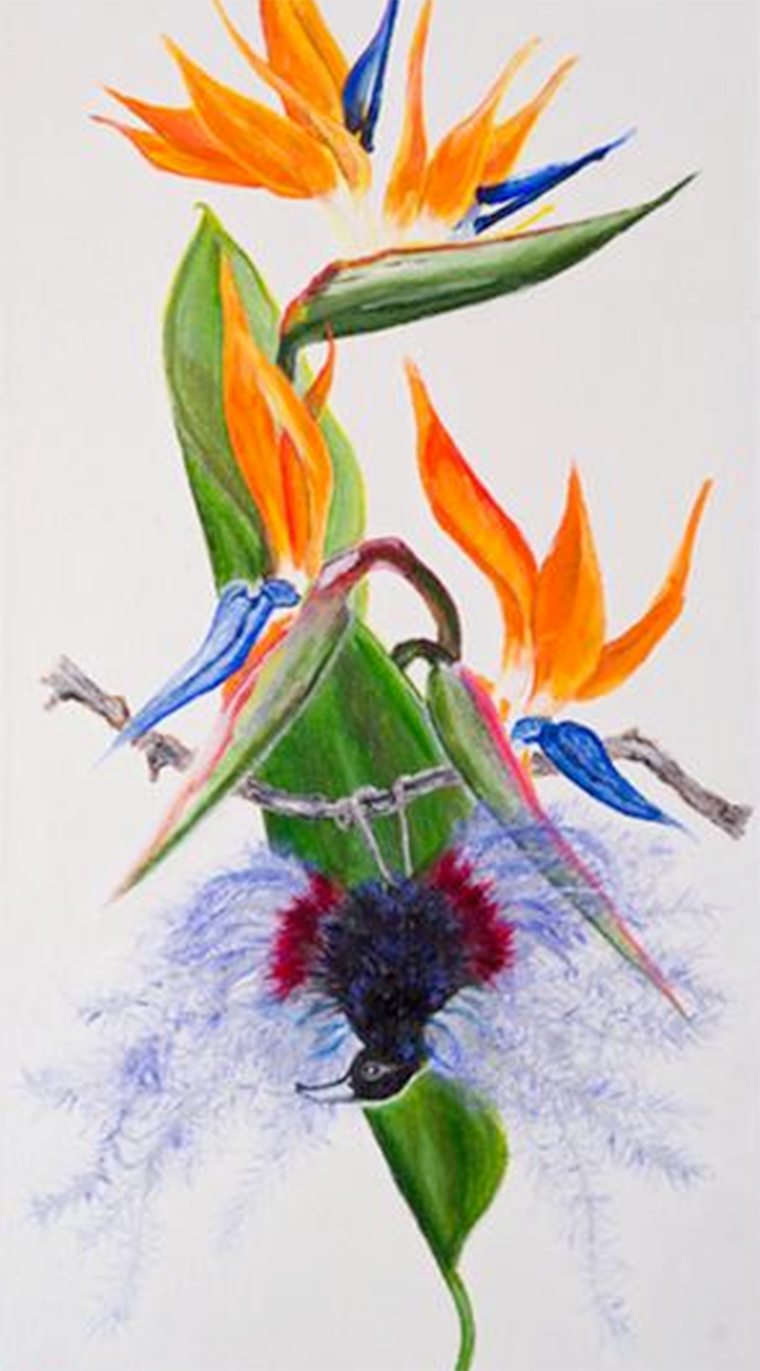 Limited Edition Giclee Print Bird of Paradise Flower Elle Smith giclee art print Inspired By Elle